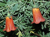 Canarina canariensis